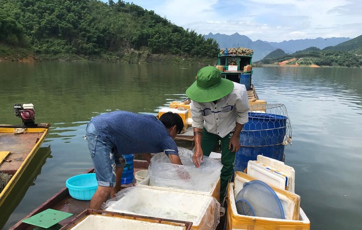 Danh bat loai ca trang ngan dac san tren ho thuy dien Hoa Binh-Hinh-5