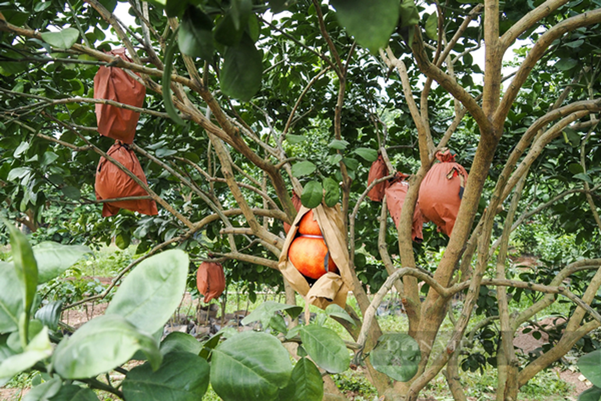 Loai qua do nhu gac, hinh chu tai loc hut hang truoc Tet-Hinh-4