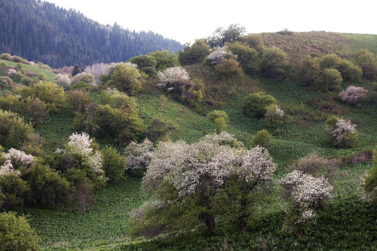 Kham pha rung tao dai cuoi cung cua Trai Dat-Hinh-10