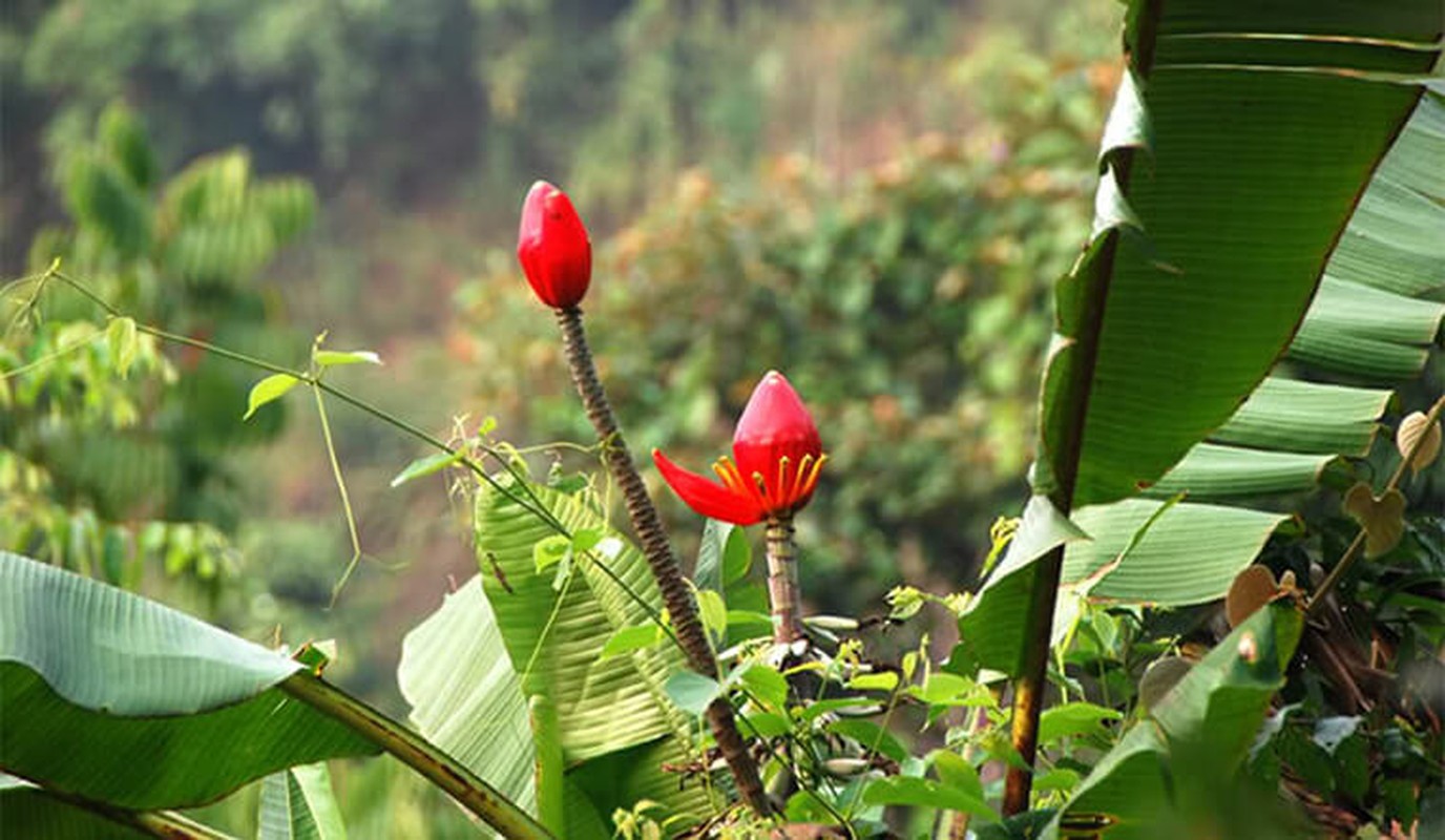 Tai sao co hai cay chuoi non trong tang le cua nguoi Viet?-Hinh-6