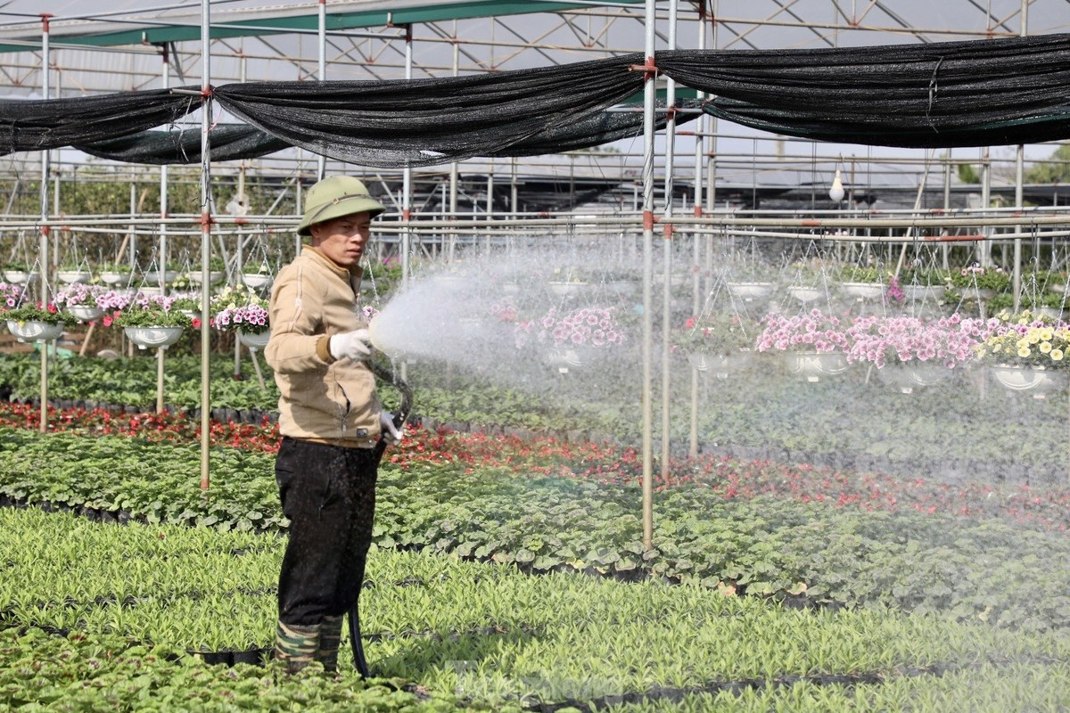 Thu phu hoa noi tieng mien Bac ruc ro sac mau buoc vao vu Tet-Hinh-10