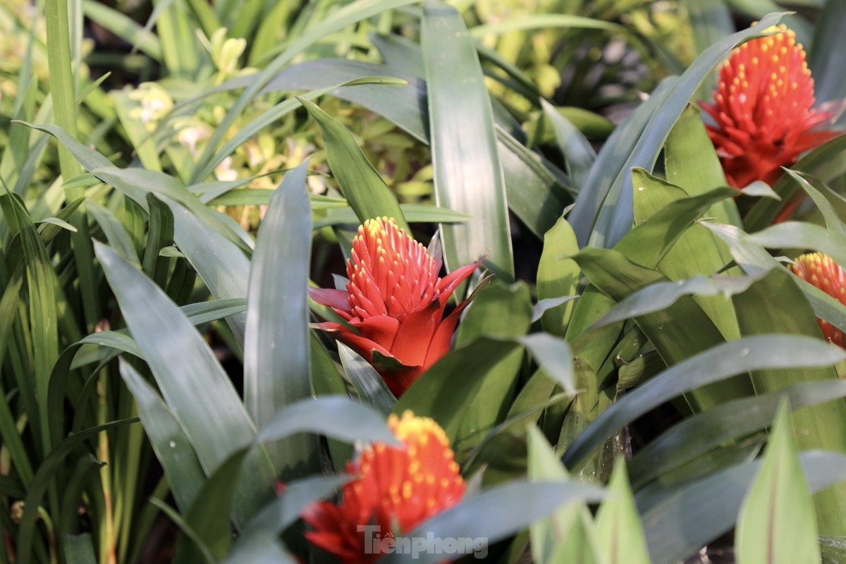 Thu phu hoa noi tieng mien Bac ruc ro sac mau buoc vao vu Tet-Hinh-3