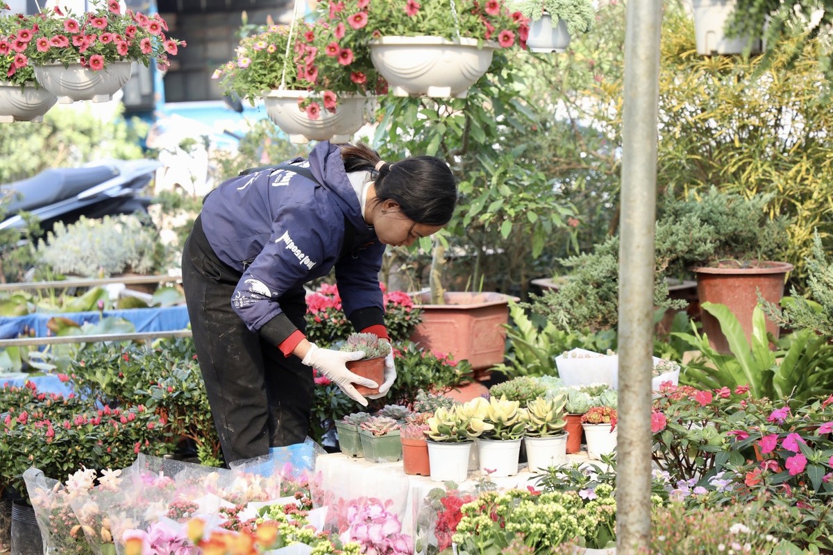 Thu phu hoa noi tieng mien Bac ruc ro sac mau buoc vao vu Tet-Hinh-4