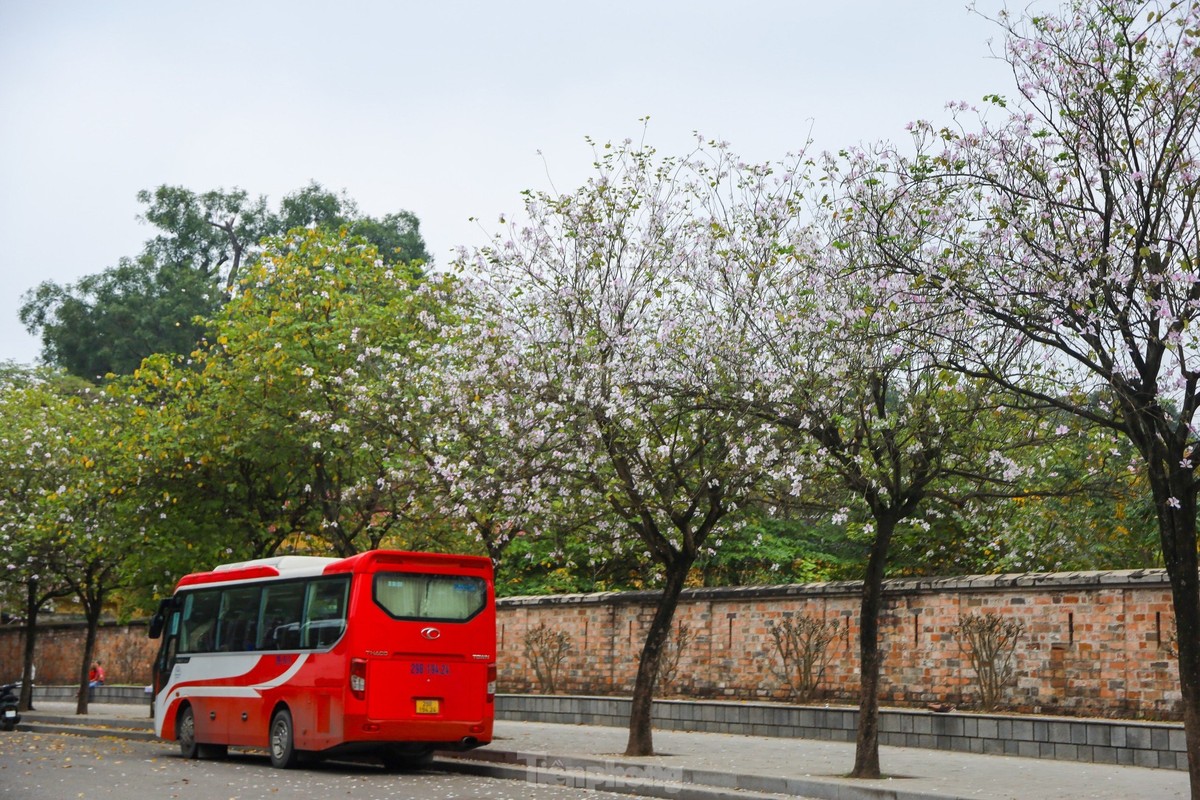 Ngam hoa ban khoe sac, bung no tim troi tren duong pho Ha Noi-Hinh-2