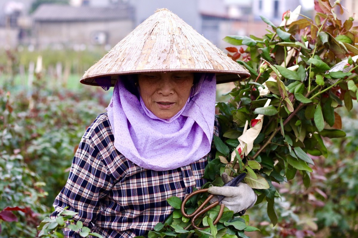 Thu phu hoa lon nhat Ha Noi tat bat truoc ngay 8/3-Hinh-3