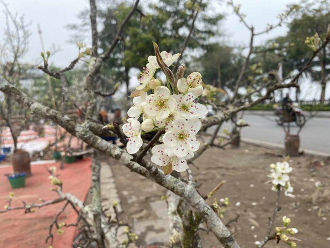 Hoa le rung hut khach Thu do an choi het thang Gieng-Hinh-4