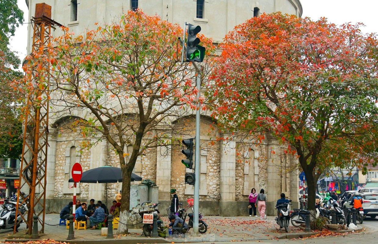 Ha Noi: Mua cay thay la dep nao long