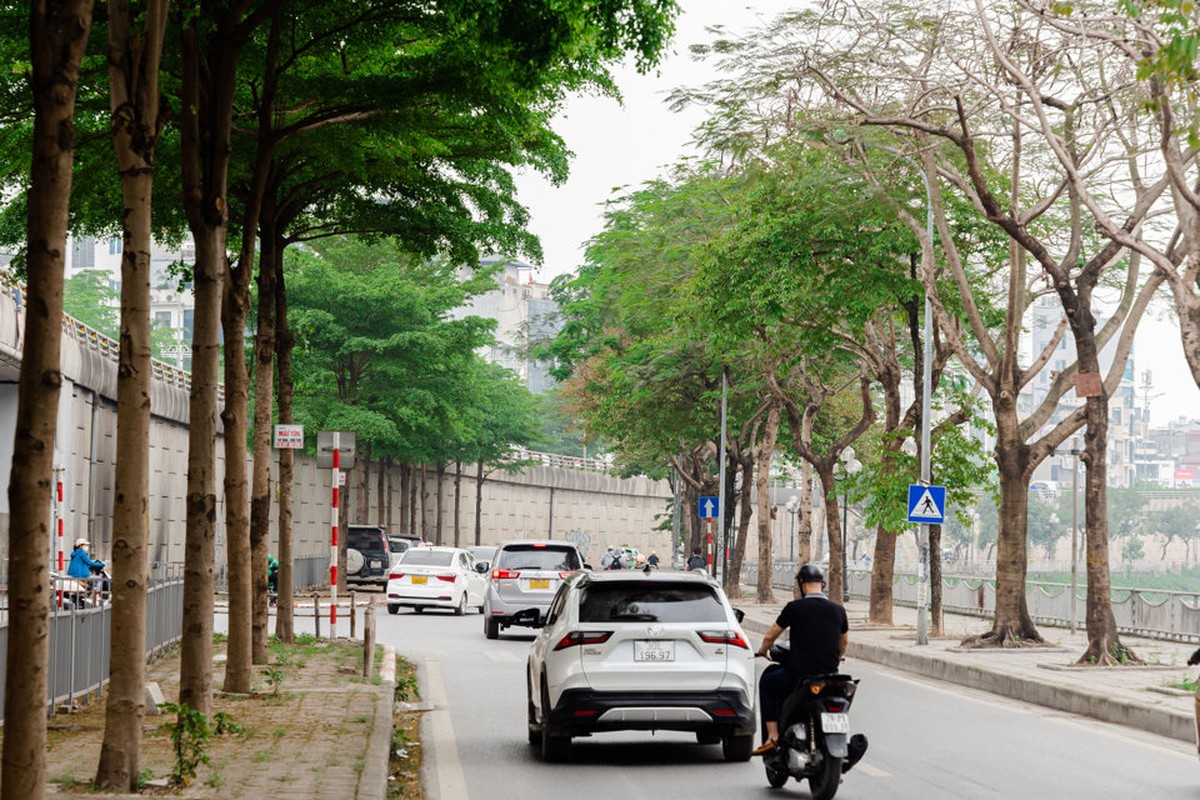 View - 	Lịm tim hàng cây bàng lá nhỏ xanh mướt trong lòng Hà Nội