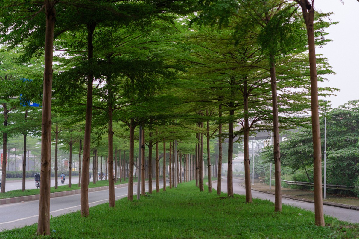View - 	Lịm tim hàng cây bàng lá nhỏ xanh mướt trong lòng Hà Nội