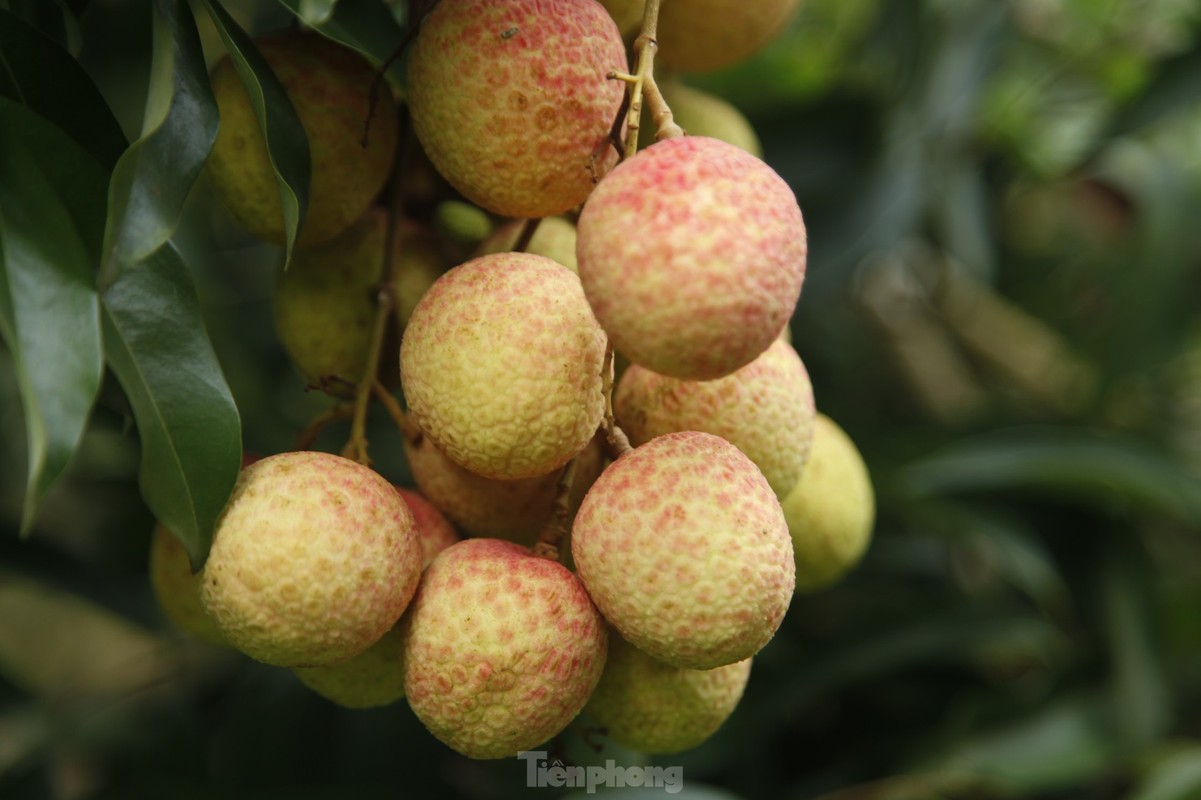 View - 	Vườn vải thiều trĩu quả hiếm hoi trong năm Bắc Giang mất mùa