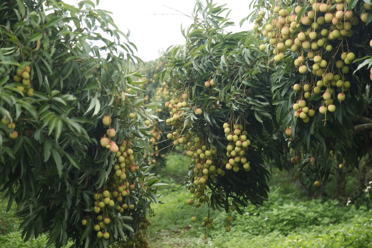 View - 	Vườn vải thiều trĩu quả hiếm hoi trong năm Bắc Giang mất mùa