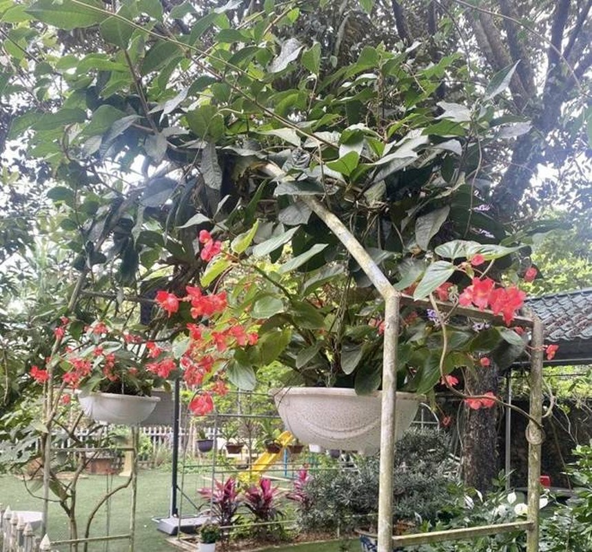 View - 	Nhà vườn 1.000m2 của NSND Thanh Hoa đủ hoa trái, 1 loài đặc biệt