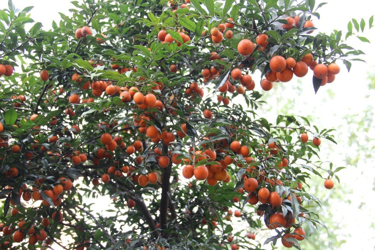 Cay canh chieu may, qua vang luc liu, nguoi giau thich trong ngay Tet-Hinh-8