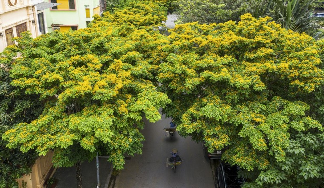 Loai go quy hon vang o Viet Nam, tram nam moi cho thu hoach-Hinh-11