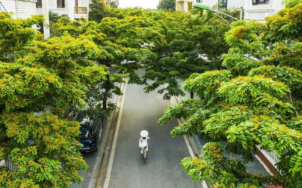 Loai go quy hon vang o Viet Nam, tram nam moi cho thu hoach-Hinh-9