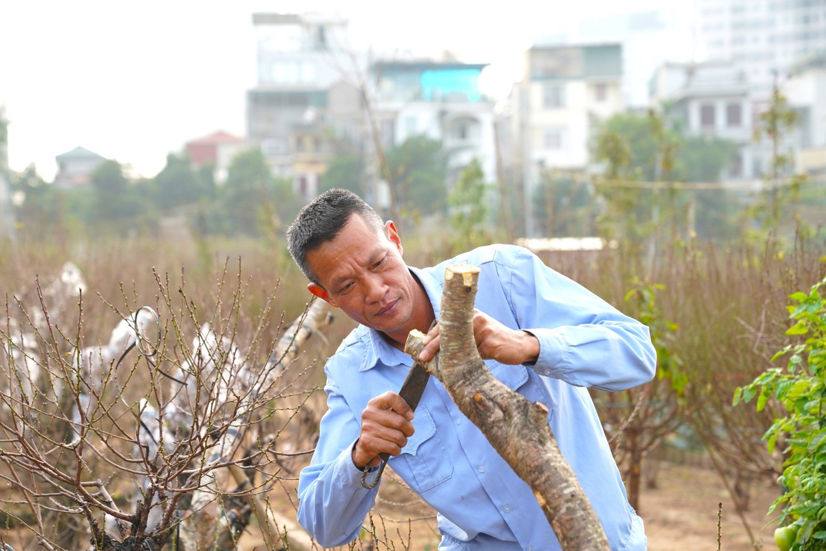 Nguoi trong dao Nhat Tan ngong thoi tiet, thap thom lo hoa no som-Hinh-12