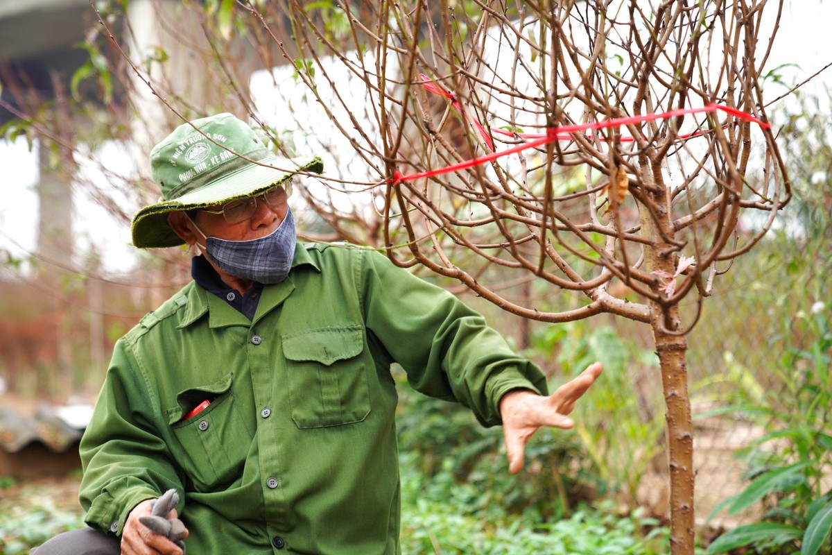 Nguoi trong dao Nhat Tan ngong thoi tiet, thap thom lo hoa no som-Hinh-8