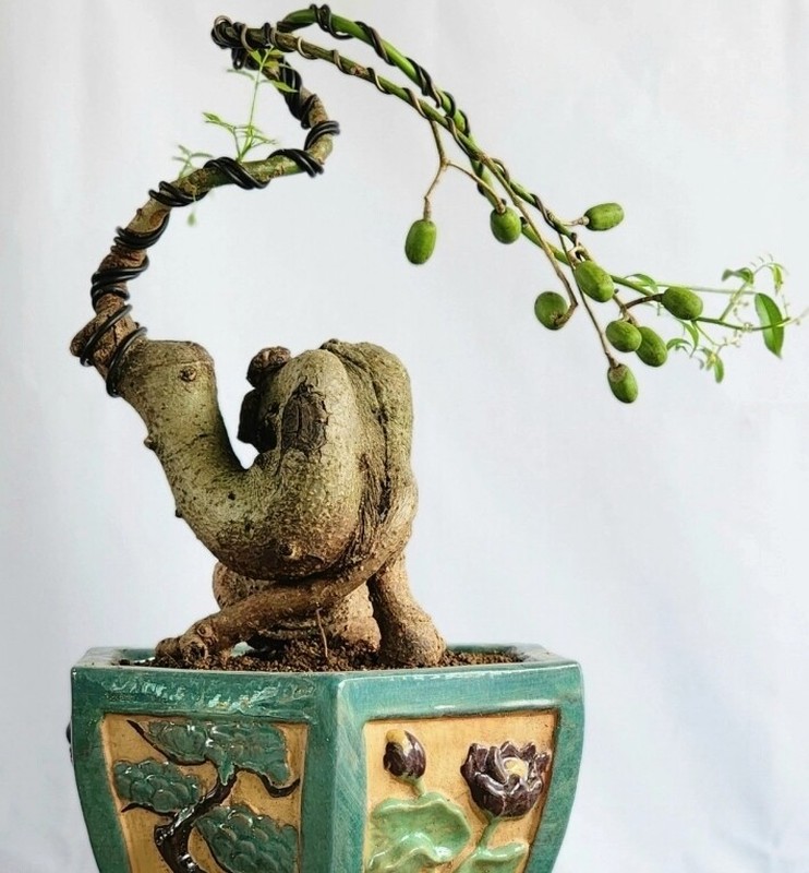 Cay an qua quen thuoc thanh bonsai la, vua dep vua phong thuy-Hinh-10