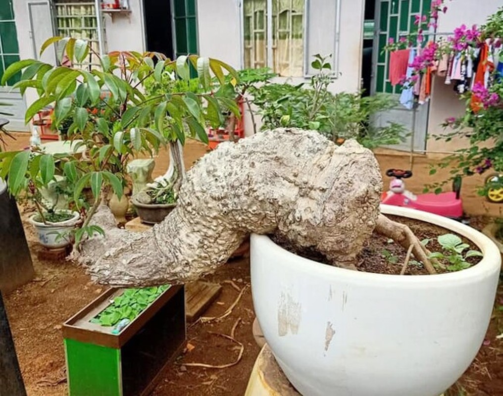 Cay an qua quen thuoc thanh bonsai la, vua dep vua phong thuy-Hinh-11