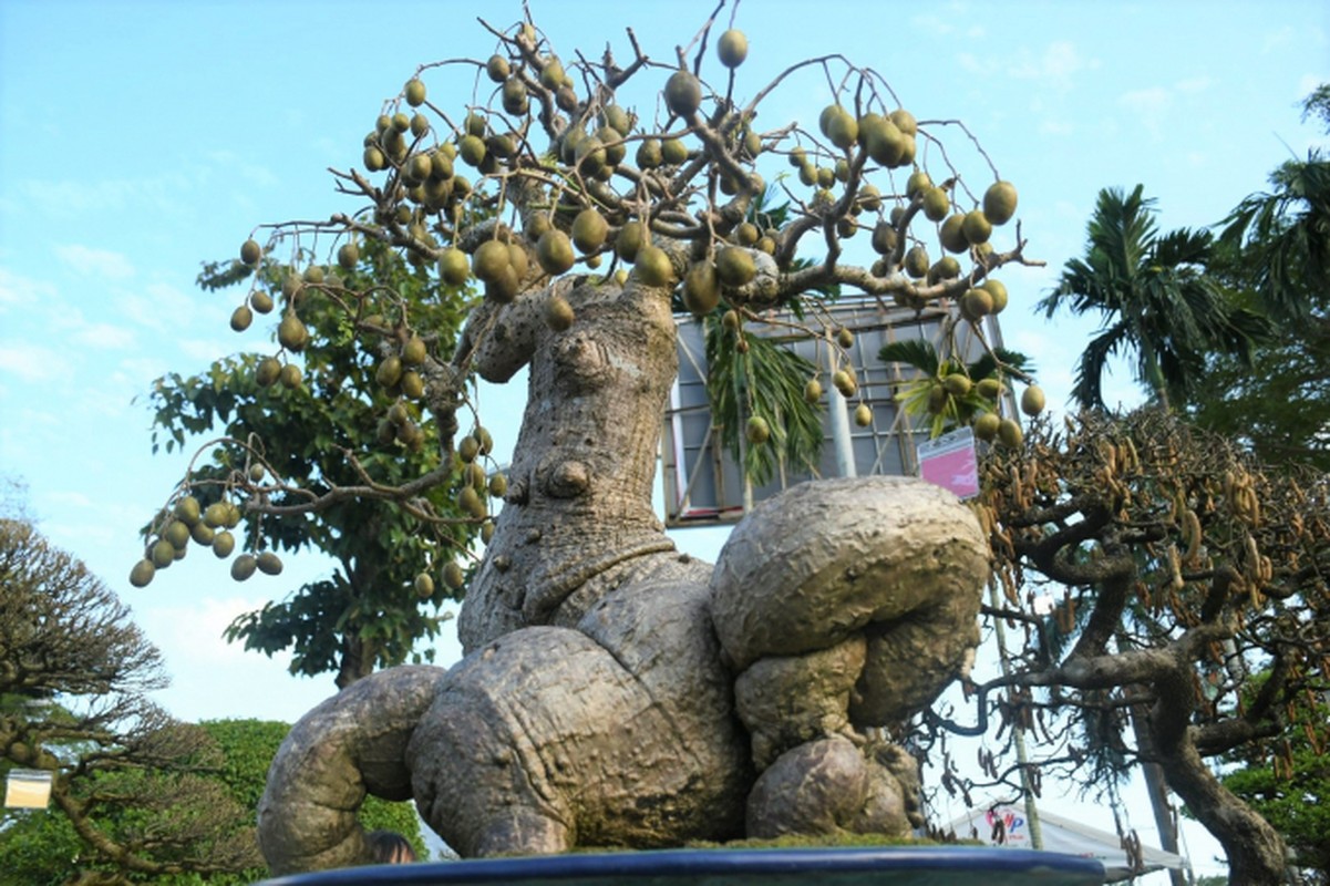 Cay an qua quen thuoc thanh bonsai la, vua dep vua phong thuy-Hinh-3