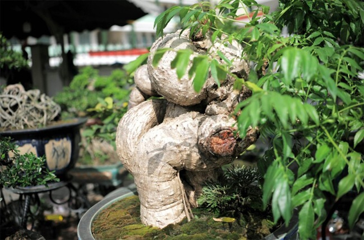 Cay an qua quen thuoc thanh bonsai la, vua dep vua phong thuy-Hinh-6