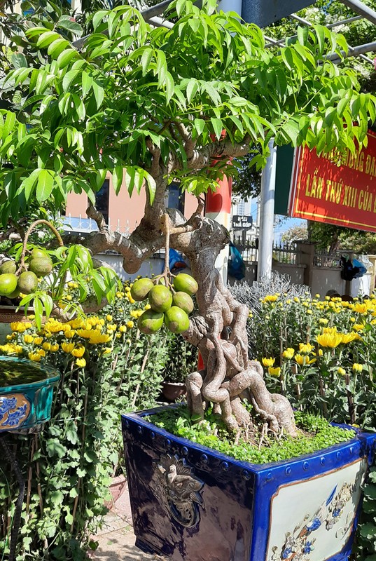 Cay an qua quen thuoc thanh bonsai la, vua dep vua phong thuy-Hinh-7