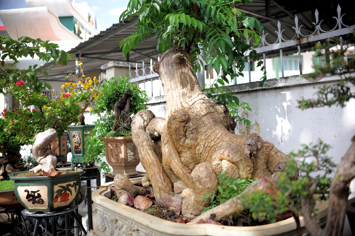 Cay an qua quen thuoc thanh bonsai la, vua dep vua phong thuy