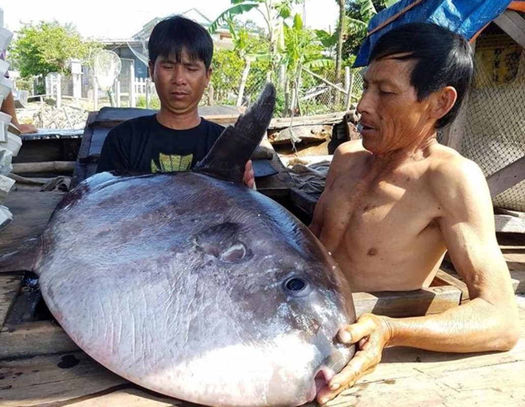 Ky la loai ca 'vo tri' nhat dai duong, ton tai 45 trieu nam-Hinh-8