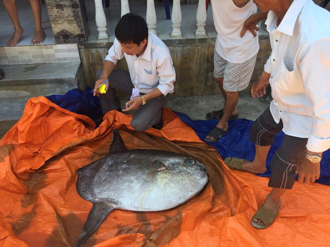 Ky la loai ca 'vo tri' nhat dai duong, ton tai 45 trieu nam-Hinh-9