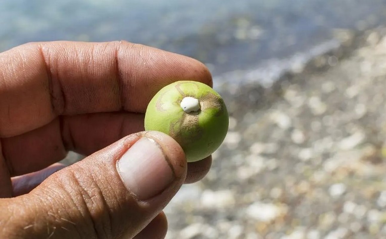 Loai cay chua chat kich doc, dung duoi goc cung kho giu mang-Hinh-8