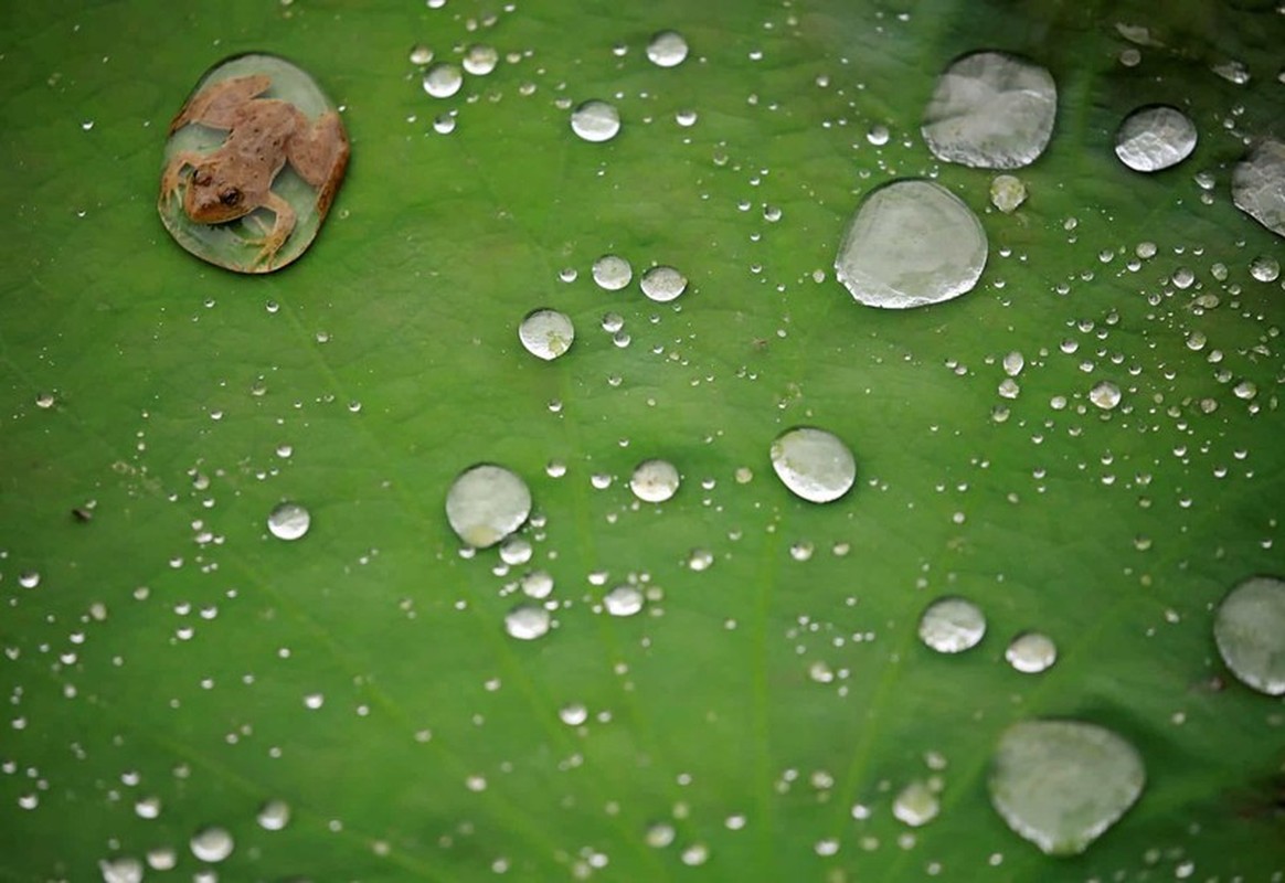 Loat anh dong vat khien ban 