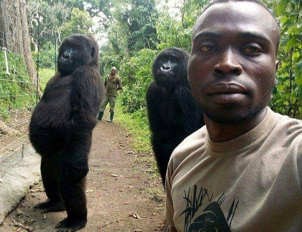 Con khi dot noi tieng vi selfie o Congo qua doi