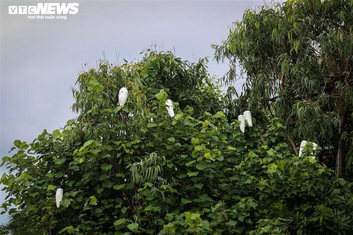 View - 	Quái chiêu dàn thiên la địa võng đánh bắt chim trời ở Hà Tĩnh