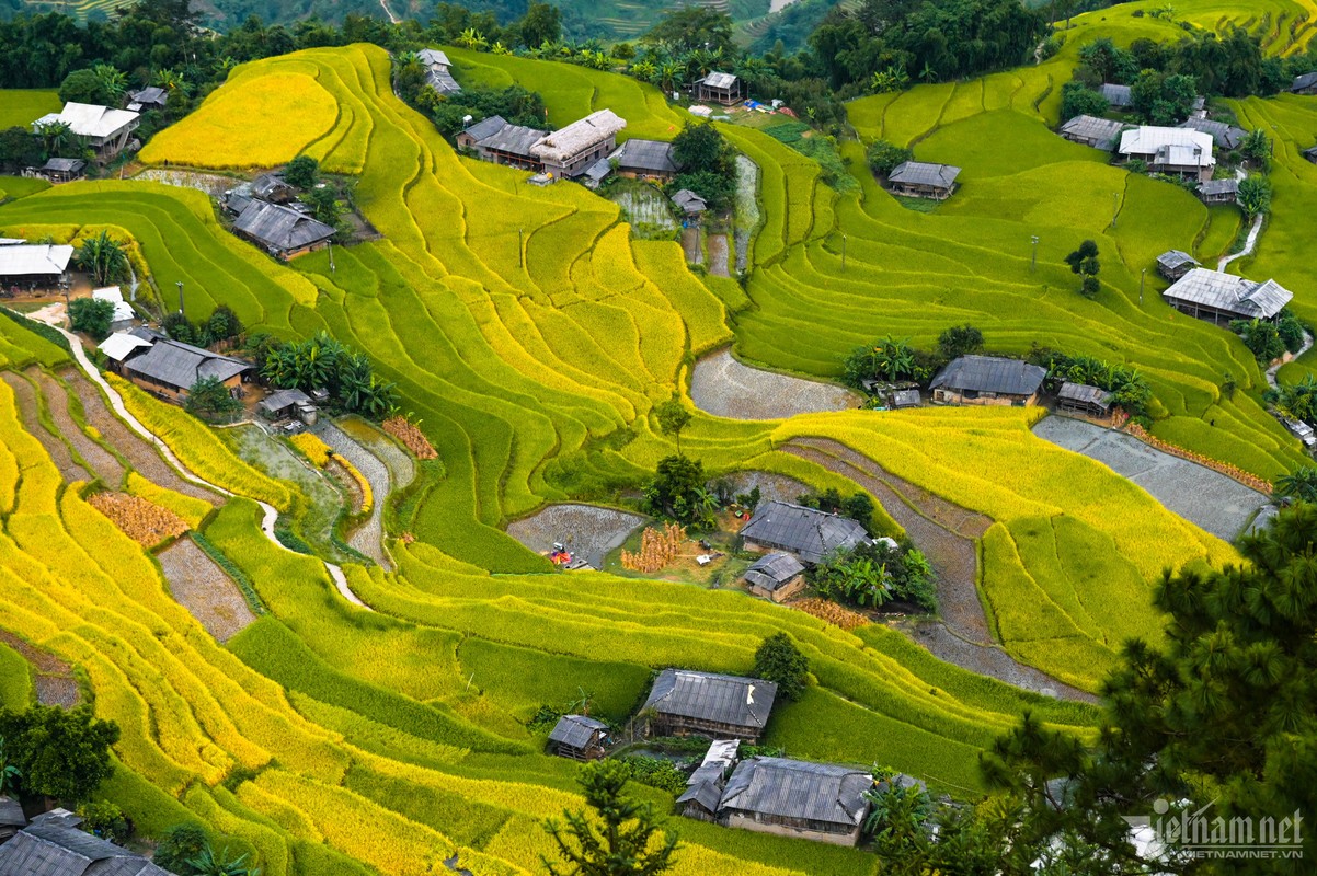 Mua lua chin vang tuyet dep o noi khong co su chen chuc ngat tho-Hinh-7