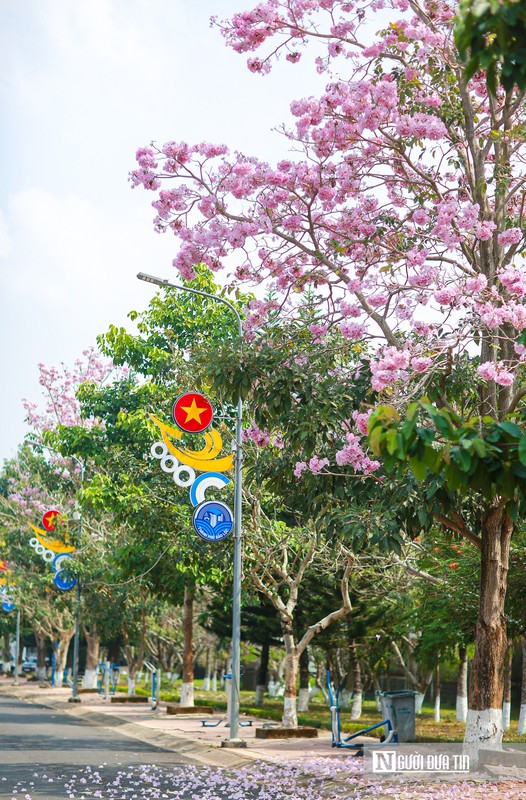 View - 	Mê đắm kèn hồng khoe sắc trên cung đường Bảo Lộc