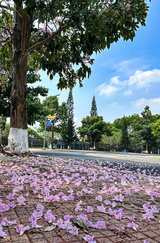 View - 	Mê đắm kèn hồng khoe sắc trên cung đường Bảo Lộc