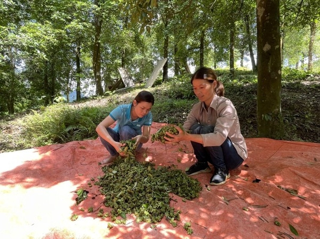 Loai hoa trieu do quy hiem tren the gioi, Viet Nam co nhieu-Hinh-5