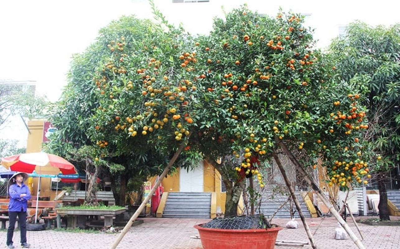 View - 	Trồng cam chanh quất trước nhà cần lưu ý gì để không chặn tài lộc