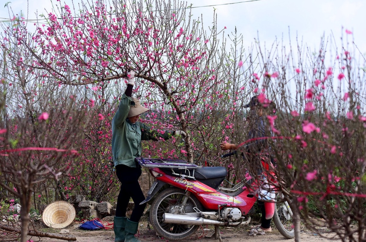 Cac loai cay, hoa canh Tet “re nhu cho”, tu 13 nghin da sam duoc-Hinh-6