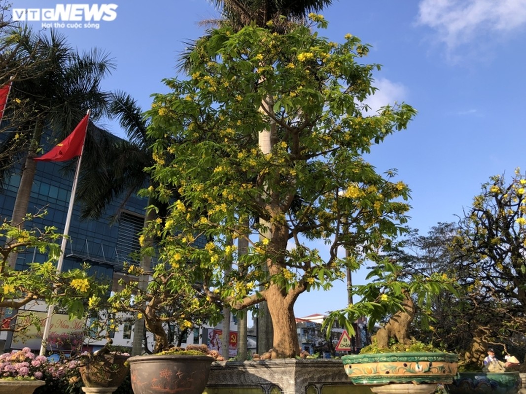 Ngam nhung 'cu' mai duoc ‘het’ gia tram trieu don Tet Nham Dan-Hinh-3