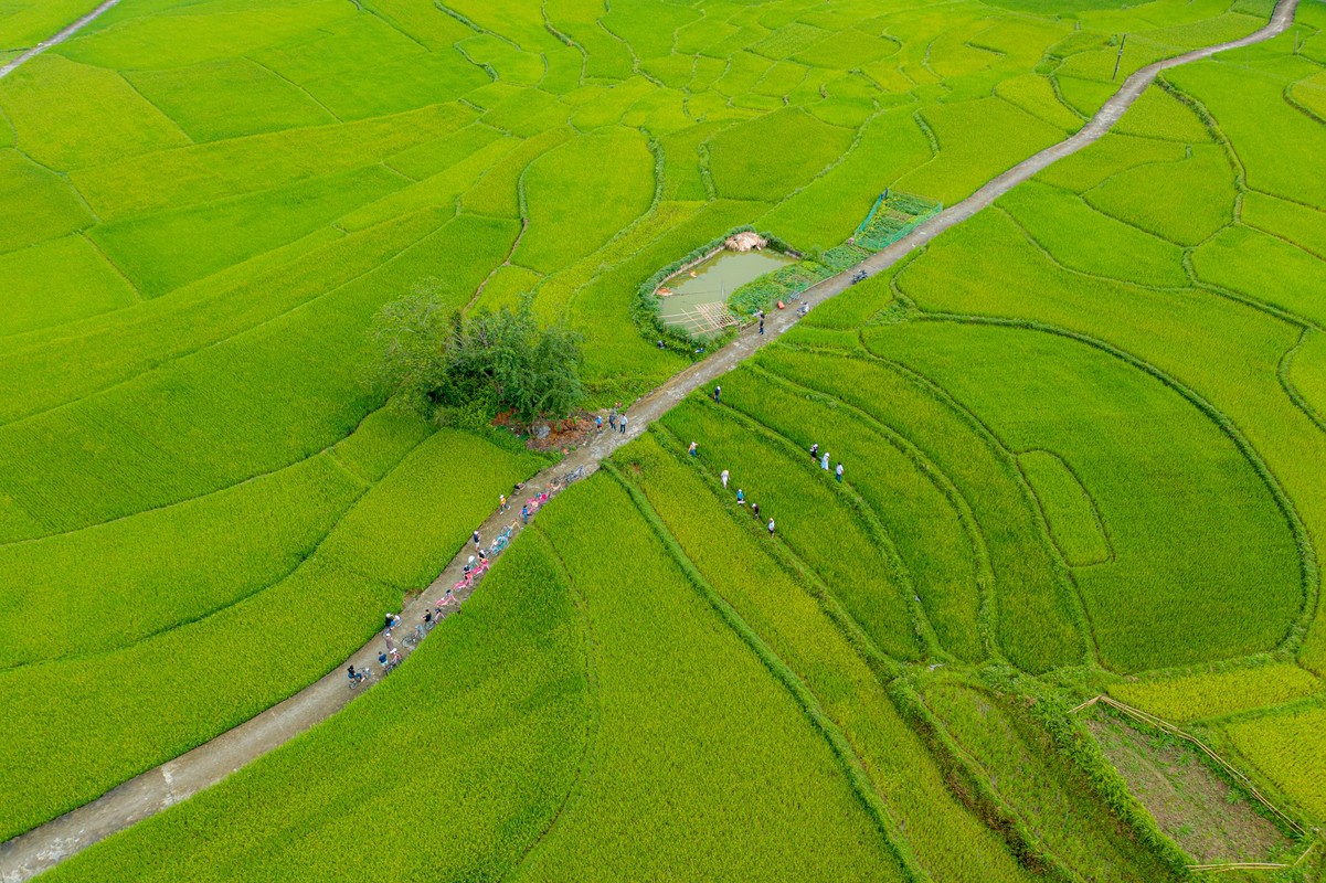 Dap xe giua ruong lua, thu lam banh trung kien cua nguoi Tay-Hinh-5