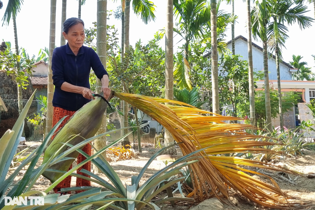 Doc dao phien cho mo cau o Quang Ngai-Hinh-2