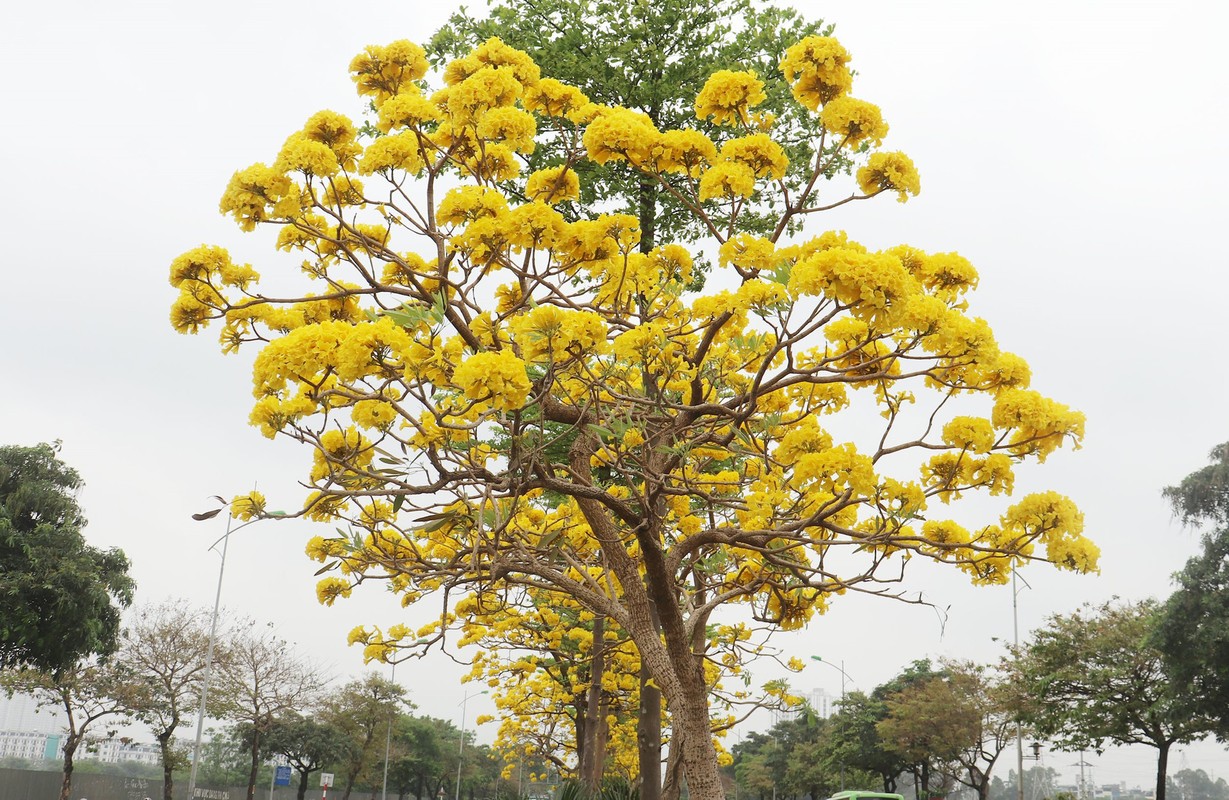 Ha Noi ruc ro sac vang hoa phong linh-Hinh-3