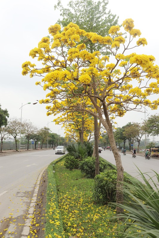 Ha Noi ruc ro sac vang hoa phong linh-Hinh-4