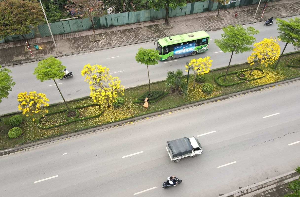 Ha Noi ruc ro sac vang hoa phong linh-Hinh-8