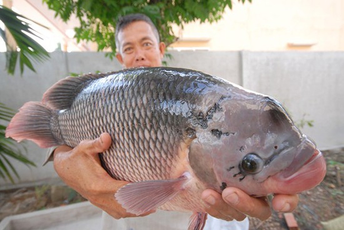 Soi loat “quai ngu” khung bat ngo bi tom gon o mien Tay-Hinh-12