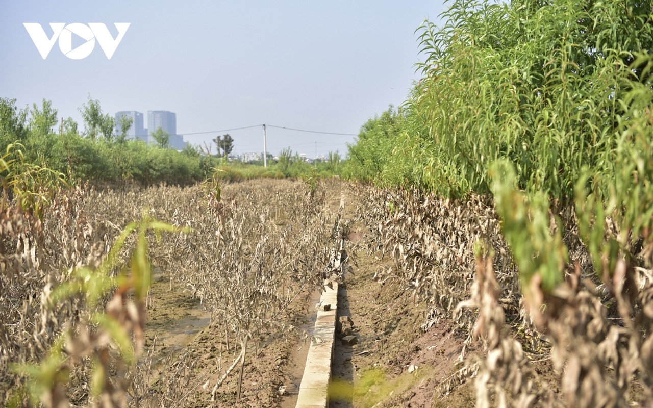 View - 	Xót xa vùng trồng đào Nhật Tân mất trắng sau lũ