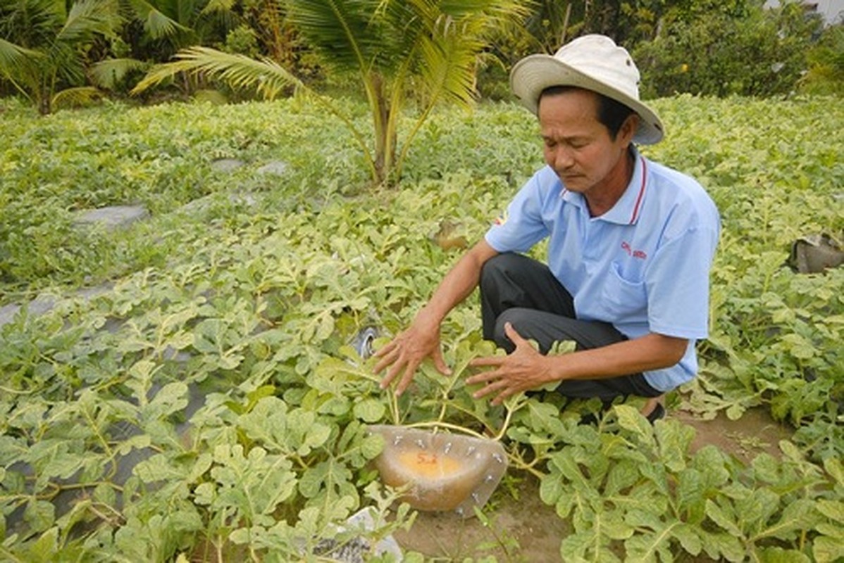 Xem nha vuon nan du trai cay doc choi Tet-Hinh-5