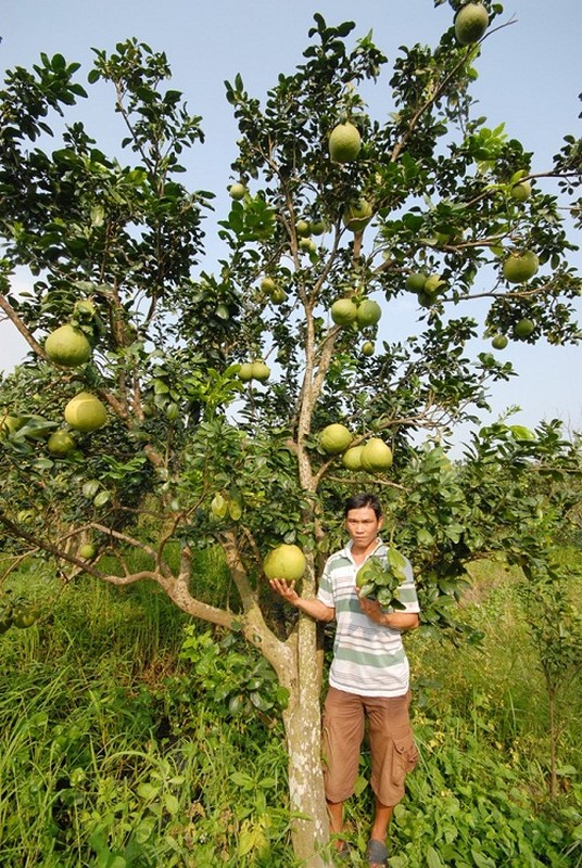 Xem nha vuon nan du trai cay doc choi Tet