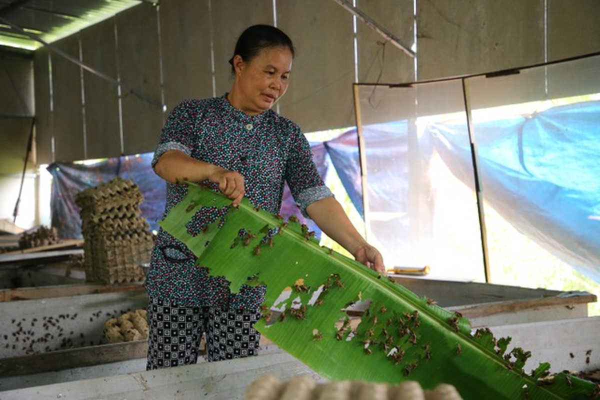 Khoi nghiep tu 1kg de giong, nong dan mien Tay thu tram trieu moi nam-Hinh-4